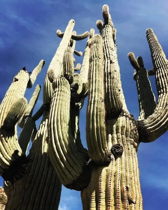 Apartamento Serene & Secluded - Heart Of The Sonoran Desert Bunkhouse Casita Scottsdale