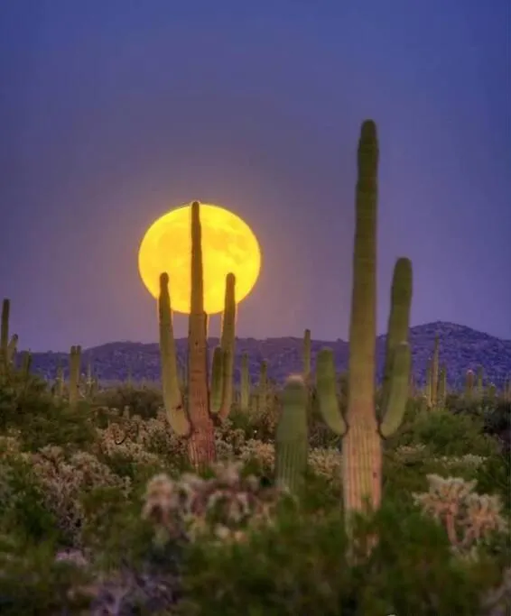 Serene & Secluded - Heart Of The Sonoran Desert Bunkhouse Casita Scottsdale Apartamento