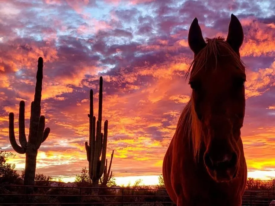Serene & Secluded - Heart Of The Sonoran Desert Bunkhouse Casita Scottsdale